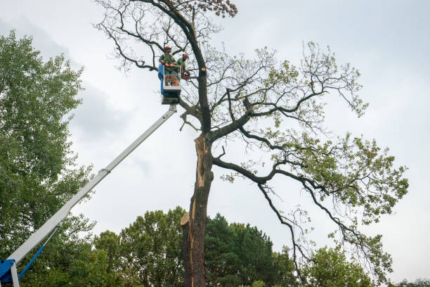 Best Tree Preservation Services  in Southwest Sandhill, TX